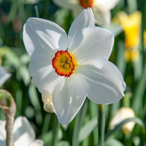 Plant in a Box - Narcissus Recurvus x30 - Narzisse Zwiebeln - Mehrjährige winterharte Blumenzwiebeln für Garten, Terrasse oder Balkon von Plant in a Box