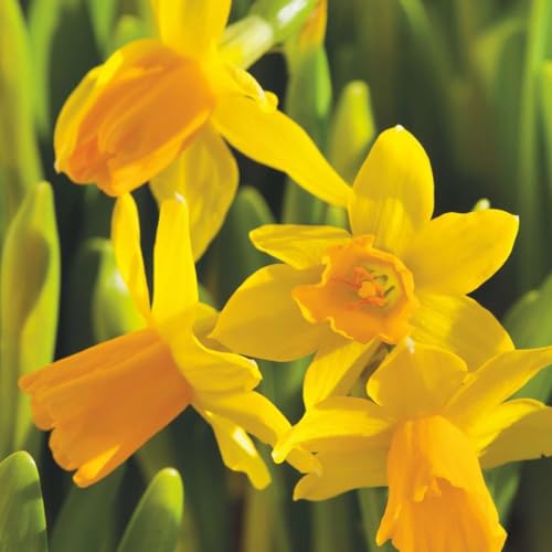 Plant in a Box - Narcissus Tête-à-Tête x50 - Narzisse Zwiebeln - Mehrjährige winterharte Blumenzwiebeln für Garten, Terrasse oder Balkon von Plant in a Box