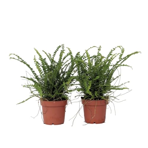 Plant in a Box - Nephrolepis Duffii - Fluffigfarn - 2er Set - Topf 12cm - Höhe 25-40cm von Plant in a Box