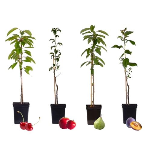Plant in a Box - Obst - Kirsch-, Birnen-, Apfel-, Pflaumenbaum - 4er Set - Topf 9cm Höhe 60-70cm von Plant in a Box