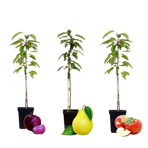 Plant in a Box - Obstbäume - 3er Mix - Apfel, Birne - Malus Braeburn, Pyrus 'Doyenne du Comice', Malus 'Baya Marisa' - Topf 9cm - Höhe 60-70cm Plant in a Box - Obstbäume - 3er Mix - Apfel, Birne - Malus Braeburn, Pyrus 'Doyenne du Comice', Malus 'Baya Marisa' - Topf 9cm - Höhe 60-70cm von Plant in a Box