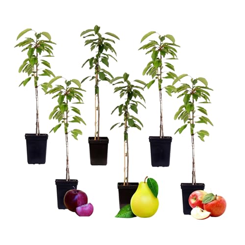Plant in a Box - Obstbäume - 6er Mix - Apfel, Birne - Malus Braeburn, Pyrus 'Doyenne du Comice', Malus ‘Baya Marisa' - Topf 9cm - Höhe 60-70cm Plant in a Box - Obstbäume - 6er Mix - Apfel, Birne - Malus Braeburn, Pyrus 'Doyenne du Comice', Malus ‘Baya Marisa' - Topf 9cm - Höhe 60-70cm von Plant in a Box