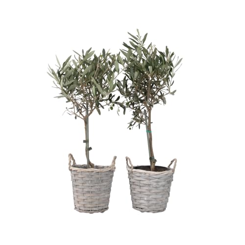 Plant in a Box - Olea Europaea - 2er Set - Olivenbaum auf Stamm im Korb - Topf 14cm - Höhe 50-60cm Plant in a Box - Olea Europaea - 2er Set - Olivenbaum auf Stamm im Korb - Topf 14cm - Höhe 50-60cm von Plant in a Box