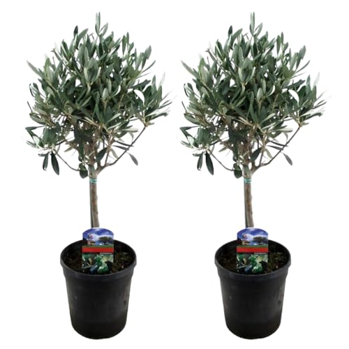 Plant in a Box - Olea Europaea - 2er Set - Olivenbaum echt - Topf 14cm - Höhe 50-60cm von Plant in a Box
