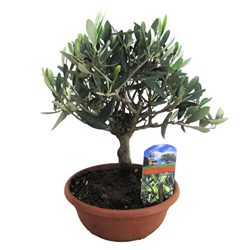 Plant in a Box - Olea Europaea - Echte Bonsai Olivenbaum in Schale - Topf 21cm - Höhe 30-40cm von Plant in a Box
