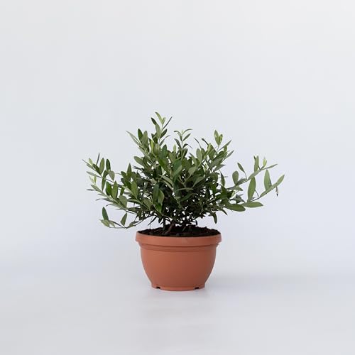 Plant in a Box - Olea Europaea - Echte Bonsai Olivenbaum in Schale - Topf 21cm - Höhe 30-40cm von Plant in a Box