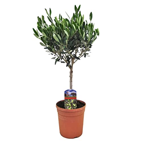 Plant in a Box - Olea Europaea - Olivenbaum - Gartenpflanze - Mediterranen Obstbaum - Topf 17cm - Höhe 60-70cm von Plant in a Box