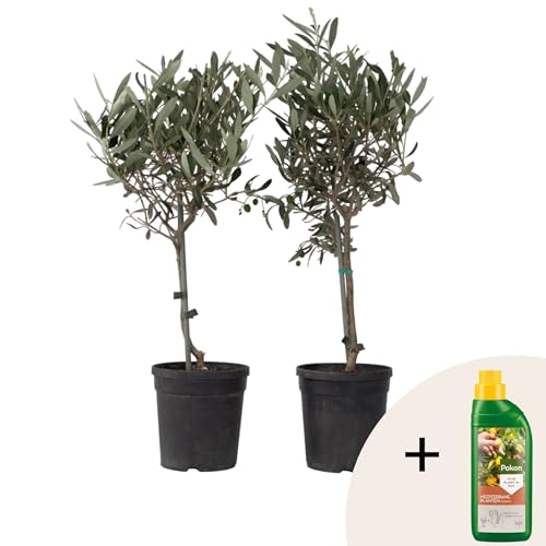 Plant in a Box - Olea Europaea - Pokon - 2er Set - Olivenbaum echt - Topf 14cm - Höhe 50-60cm Plant in a Box - Olea Europaea - Pokon - 2er Set - Olivenbaum echt - Topf 14cm - Höhe 50-60cm von Plant in a Box