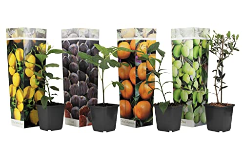 Plant in a Box - Mediterranen Obstbäumen - 4er Mischung - Olivenbaum, Zitronenbaum, Feigenbaum und Orangenbaum - Topf 9cm - Höhe 25-40cm von Plant in a Box
