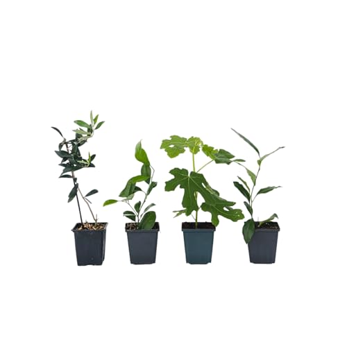 Plant in a Box - Mediterranen Obstbäumen - 4er Mischung - Olivenbaum, Zitronenbaum, Feigenbaum und Orangenbaum - Topf 9cm - Höhe 25-40cm von Plant in a Box