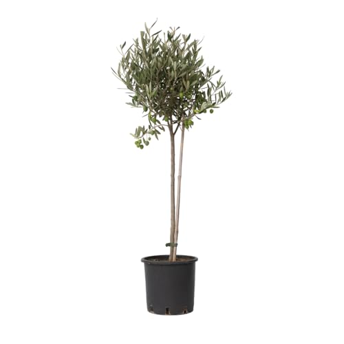 Plant in a Box - Olivenbaum - Olea Europaea - Topf 19cm - Höhe 80-90cm von Plant in a Box