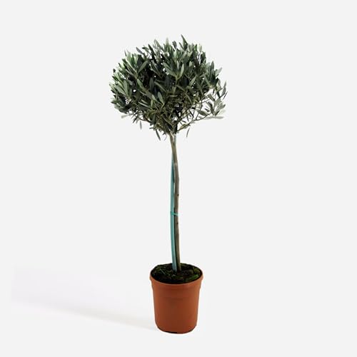 Plant in a Box - Olea Europaea - Olivenbaum - Höhe 155-170cm - Topf 27cm - Immergrüne Gartenpflanze Winterhart von Plant in a Box