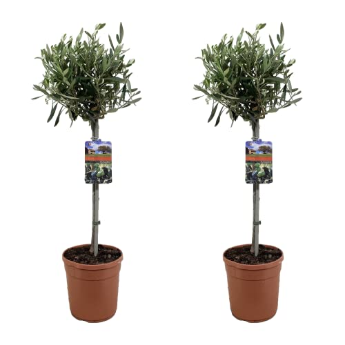 Plant in a Box - Olivenbaum - Set de 2 - Olea Europaea - Topf 19cm - Höhe 80-90cm von Plant in a Box