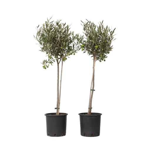 Plant in a Box - Olivenbaum - Set de 2 - Olea Europaea - Topf 19cm - Höhe 80-90cm von Plant in a Box