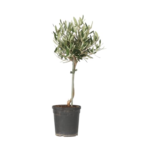 Plant in a Box - Olivenbaum auf Stamm - Olea europaea - Höhe 45-55cm - Pot 14cm - Winterharter Baum - Grün von Plant in a Box