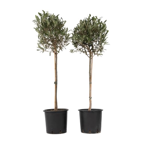 Plant in a Box - Olivenbaumen - 2er Set - Olea Europaea - Topf 21cm - Höhe 90-100cm - Winterhart - Gartenpflanzen Plant in a Box - Olivenbaumen - 2er Set - Olea Europaea - Topf 21cm - Höhe 90-100cm - Winterhart - Gartenpflanzen von Plant in a Box