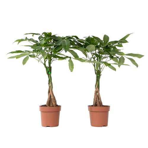 Plant in a Box - Pachira Aquatica - 2er Set - Geldbaumen - Glückskastanie - Zimmerpflanzen - Topf 17cm - Höhe 60-70cm Plant in a Box - Pachira Aquatica - 2er Set - Geldbaumen - Glückskastanie - Zimmerpflanzen - Topf 17cm - Höhe 60-70cm von Plant in a Box