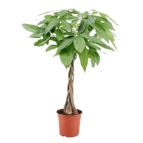 Plant in a Box - Pachira Aquatica - Pokon - Geldbaum - Glückskastanie - Topf 17cm - Höhe 60-70cm von Plant in a Box