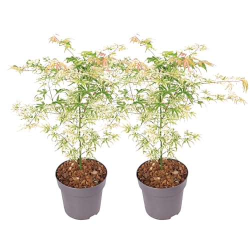 Plant in a Box - Acer palmatum 'Ukigumo' - 2er Set - Japanischer Ahorn Bäume Winterhart - Grüne Blatter - Topf 19cm - Höhe 50-60cm von Plant in a Box