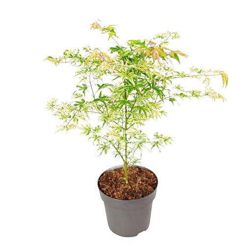 Plant in a Box - Acer palmatum 'Ukigumo' - Japanischer Ahorn Bäume Winterhart - Grüne Blatter - Topf 19cm - Höhe 50-60cm von Plant in a Box