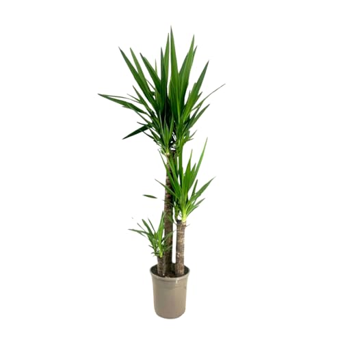 Plant in a Box - Palmlilie - Yucca elephantipes - Höhe 130-140cm - ⌀24cm von Plant in a Box