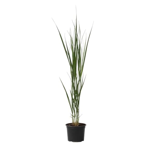 Plant in a Box - Panicum virgatum 'Northwind' - Ziergras - Topf 23cm - Höhe 40-60cm von Plant in a Box
