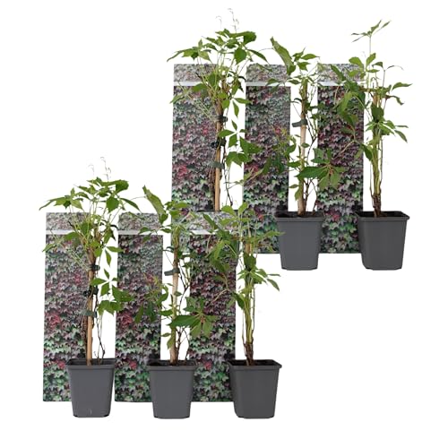 Plant in a Box - Parthenocissus quinquefolia 'Wilde Wingerd' - 6er Set Kletterpflanzen Winterhart und schnellwachsend - Topf 9cm - Höhe 25-40cm von Plant in a Box