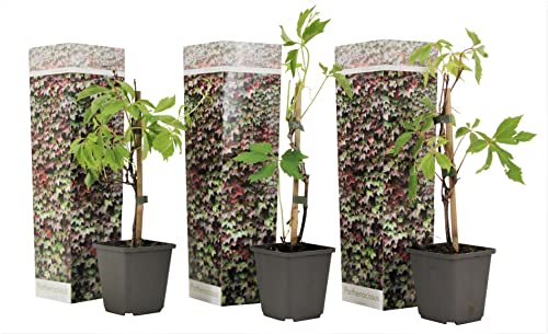 Plant in a Box - Parthenocissus quinquefolia 'Wilde Wingerd' - 3er Set Kletterpflanzen Winterhart und schnellwachsend - Topf 9cm - Höhe 25-40cm von Plant in a Box