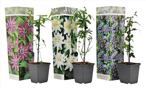 Plant in a Box - Passiflora Kletterpflanze - 3er Mix - Passionsblume - Gartenpflanz Winterhart - Topf 9cm - Höhe 25-40cm von Plant in a Box