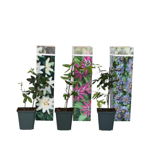 Plant in a Box - Passiflora Kletterpflanze - 3er Mix - Passionsblume - Gartenpflanz Winterhart - Topf 9cm - Höhe 25-40cm von Plant in a Box