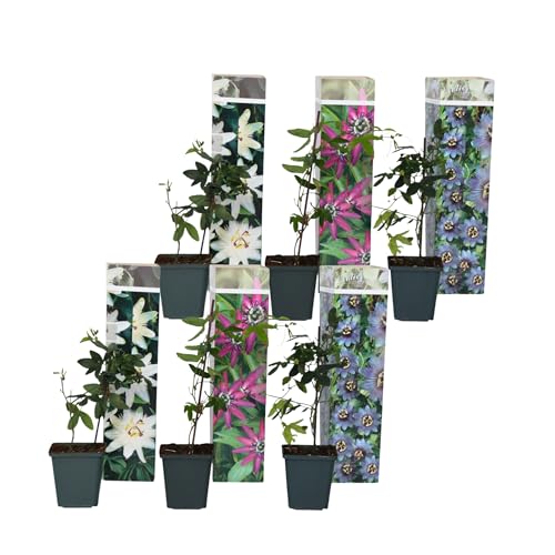 Plant in a Box - Passiflora Kletterpflanze - 6er Mix - Passionsblume - Gartenpflanz Winterhart - Topf 9cm - Höhe 25-40cm von Plant in a Box