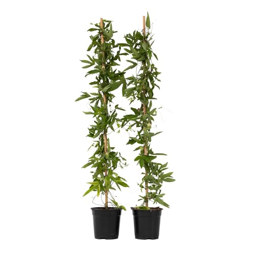 Plant in a Box - Passiflora 'Victoria violacea' XL - 2 Stück - Passionsblume - Gartenpflanze - Kletterpflanze - ⌀17 cm - Höhe 110-120 cm von Plant in a Box
