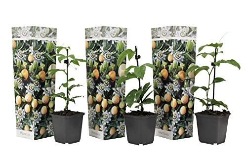 Plant in a Box - Passiflora edulis 'Frederick' - Passionsfrucht - Kletterpflanzen - 3er Set - Passionsblume Winterhart - Topf 9cm - Höhe 25-40cm von Plant in a Box