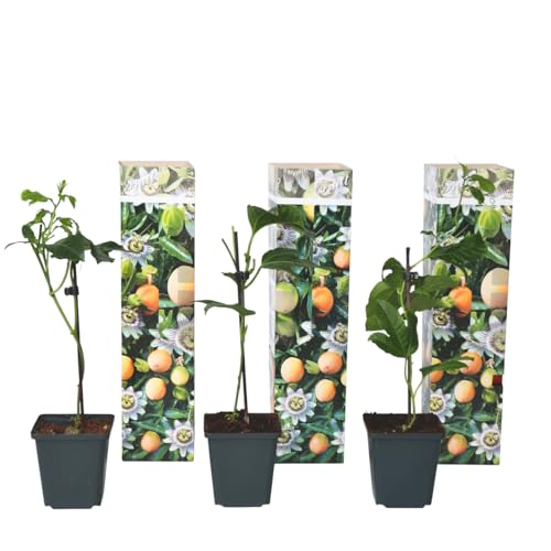 Plant in a Box - Passiflora edulis 'Frederick' - Passionsfrucht - Kletterpflanzen - 3er Set - Passionsblume Winterhart - Topf 9cm - Höhe 25-40cm von Plant in a Box