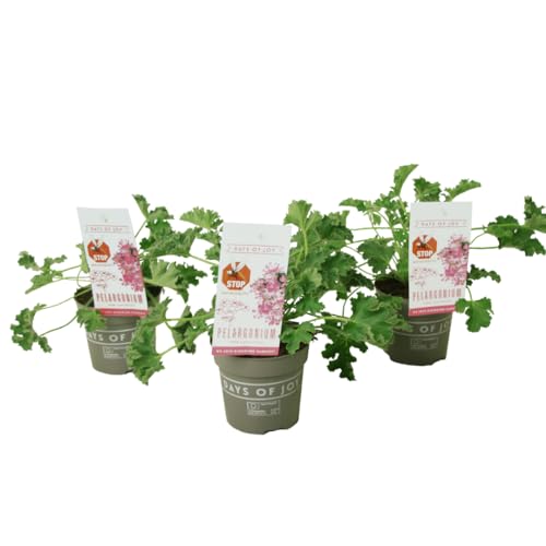 Plant in a Box - Pelargonium Capitatum 'Anti-Moskito-Pflanze' - 3er-Satz - Rosa - Topf 10 cm - Höhe 15-25cm von Plant in a Box