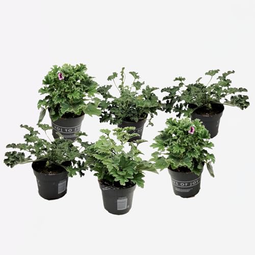 Plant in a Box - Pelargonium 'Orange Fizz', 'Pink Capitatum', 'Lizzy' - Anti-Moskito-Pflanze - Geranium - Satze von 6 - Topf 10,5cm - Höhe 15-25cm von Plant in a Box