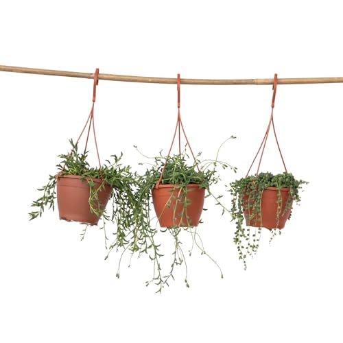 "Plant in a Box" - "Perlenkette" - Set von 3 - "Senecio" - ø 12cm - Sukkulent - Grün "Plant in a Box" - "Perlenkette" - Set von 3 - "Senecio" - ø 12cm - Sukkulent - Grün von Plant in a Box