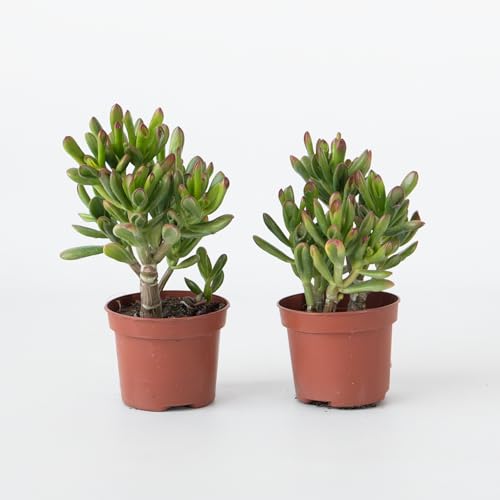 Plant in a Box - Pfennigbaum - 2er Set - Crassula ovata 'Gollum' - Höhe 15-25 cm - Topf 12 cm - Sukkulente - Grün Plant in a Box - Pfennigbaum - 2er Set - Crassula ovata 'Gollum' - Höhe 15-25 cm - Topf 12 cm - Sukkulente - Grün von Plant in a Box