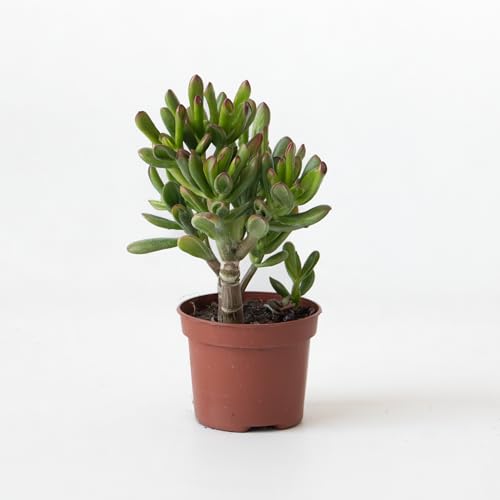 Plant in a Box - Pfennigbaum - Crassula ovata 'Gollum' - Höhe 15-25 cm - Topf 12 cm - Sukkulente - Grün Plant in a Box - Pfennigbaum - Crassula ovata 'Gollum' - Höhe 15-25 cm - Topf 12 cm - Sukkulente - Grün von Plant in a Box