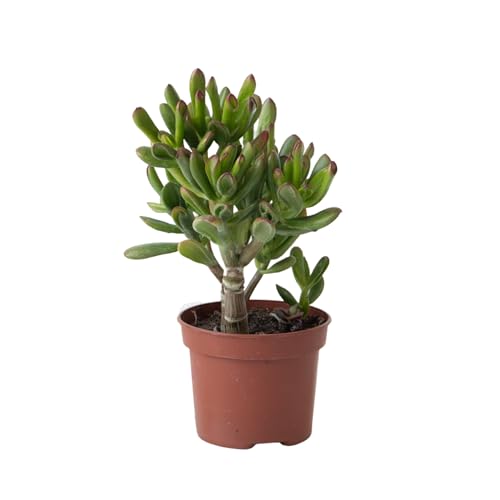 Plant in a Box - Pfennigbaum - Crassula ovata 'Gollum' - Höhe 15-25 cm - Topf 12 cm - Sukkulente - Grün von Plant in a Box