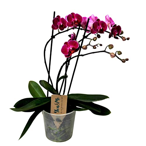 Plant in a Box - Phalaenopsis Multiflora - Orchidee Lila - Mottenorchidee - Blühende Zimmerpflanze - Katzenfreundlich - Topf 12cm - Höhe 35-45cm von Plant in a Box