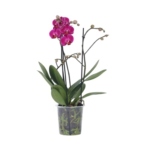 Plant in a Box - Phalaenopsis Multiflora - Orchidee Lila - Mottenorchidee - Blühende Zimmerpflanze - Katzenfreundlich - Topf 12cm - Höhe 35-45cm von Plant in a Box