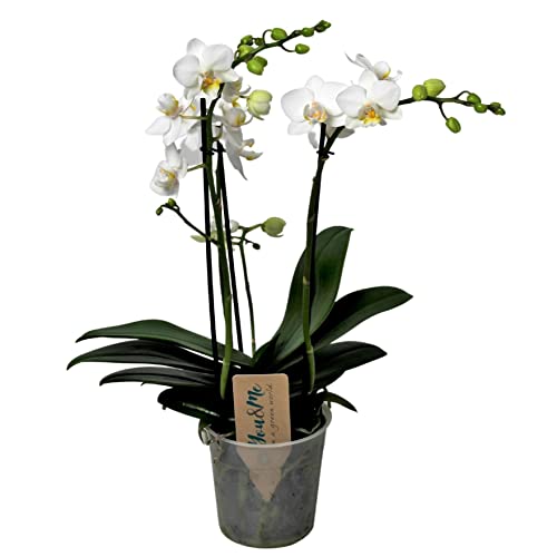 Plant in a Box - Phalaenopsis Multiflora - Orchidee Weiß - Mottenorchidee - Katzenfreundlich - Topf 12cm - Höhe 35-45cm von Plant in a Box