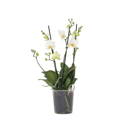 Plant in a Box - Phalaenopsis Multiflora - Orchidee Weiß - Mottenorchidee - Katzenfreundlich - Topf 12cm - Höhe 35-45cm von Plant in a Box