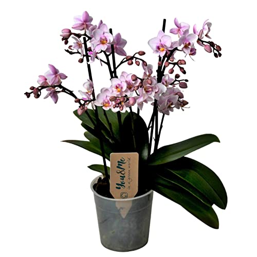 Plant in a Box - Phalaenopsis Multiflora - Orchidee rosa - Mottenorchidee - Katzenfreundlich - Topf 12cm - Höhe 35-45cm von Plant in a Box