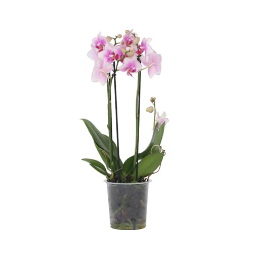 Plant in a Box - Phalaenopsis Multiflora - Orchidee rosa - Mottenorchidee - Katzenfreundlich - Topf 12cm - Höhe 35-45cm von Plant in a Box
