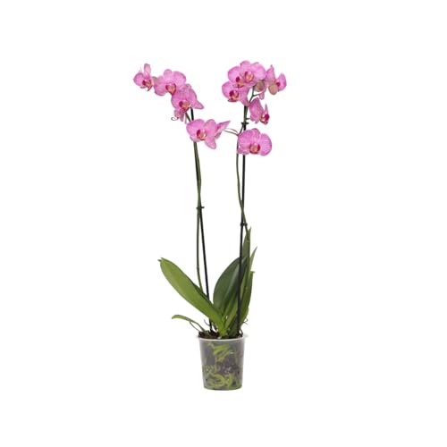 Plant in a Box - Phalaenopsis - Orchidee Lila - Schmetterlingsorchidee - Katzenfreundlich - Topf 12cm - Höhe 50-60cm Plant in a Box - Phalaenopsis - Orchidee Lila - Schmetterlingsorchidee - Katzenfreundlich - Topf 12cm - Höhe 50-60cm von Plant in a Box