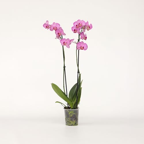 Plant in a Box - Phalaenopsis - Orchidee Lila - Schmetterlingsorchidee - Katzenfreundlich - Topf 12cm - Höhe 50-60cm von Plant in a Box