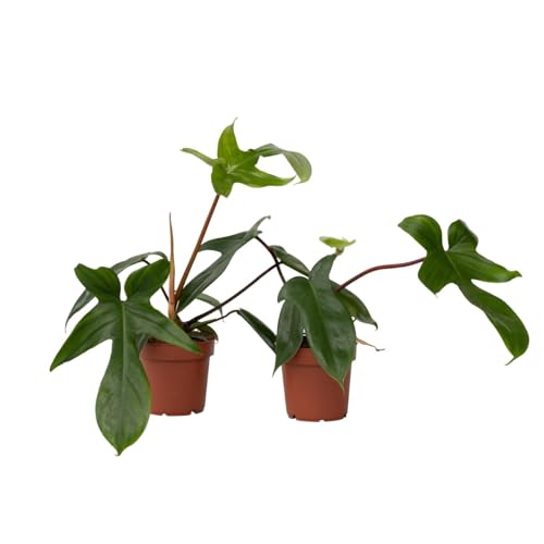 Plant in a Box - Philodendron 'Florida Grün' - 2er Set - Luftreinigende Zimmerpflanze - Topf 12cm - Höhe 20-30cm Plant in a Box - Philodendron 'Florida Grün' - 2er Set - Luftreinigende Zimmerpflanze - Topf 12cm - Höhe 20-30cm von Plant in a Box