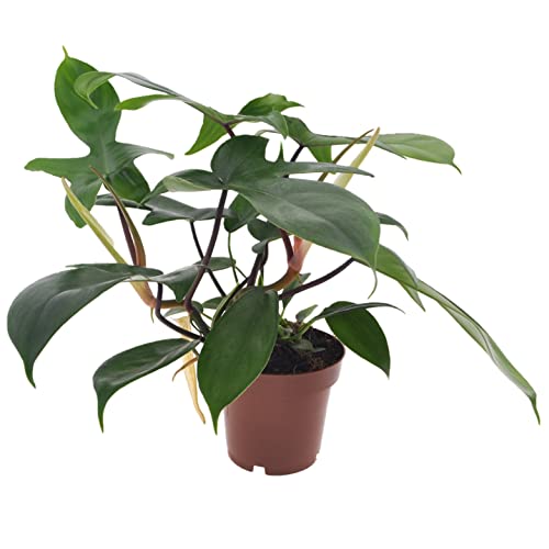 Plant in a Box - Philodendron 'Florida Grün' - Luftreinigende Zimmerpflanze - Topf 12cm - Höhe 20-30cm von Plant in a Box